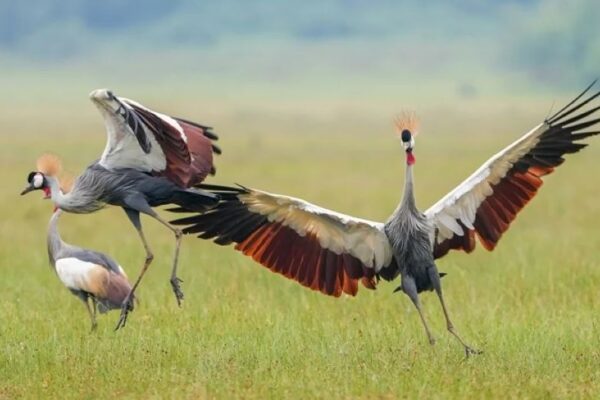 REMA warns of wildfires in Rugezi Marshland as dry spell persists