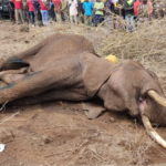 Kenya: Batawe muri yombi bakekwaho kwica inzovu baziroze